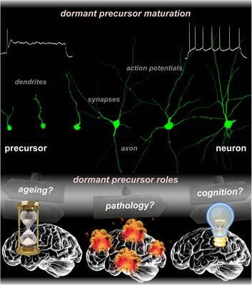 Why Would the Brain Need Dormant Neuronal Precursors?